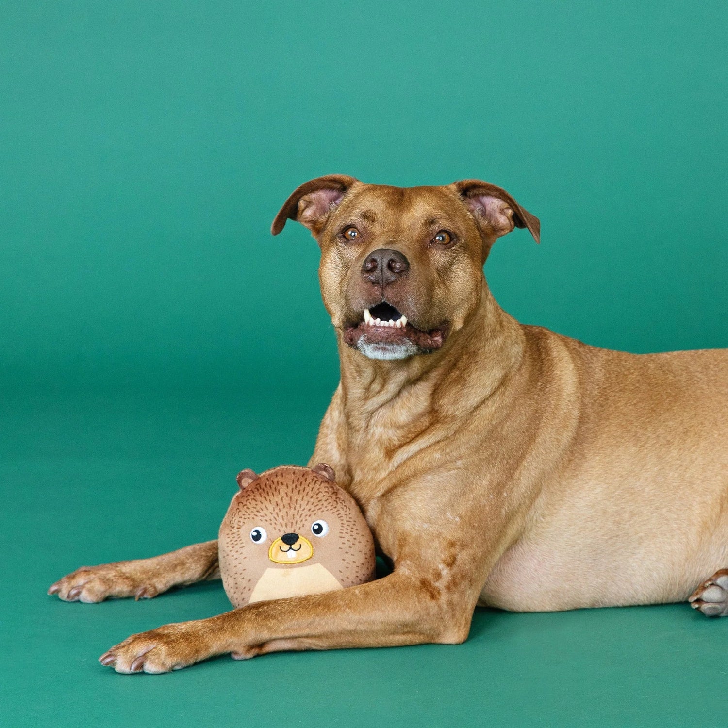 The Dam Boss™ Beaver Dog Toy | Plush Dog Toy with Squeaker &amp; Crinkle - Share Happy Outfits