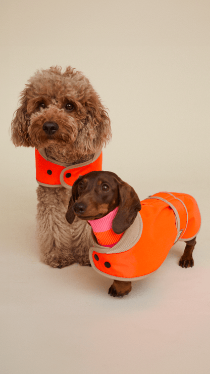 The Glow Raincoat Oxford - Orange - Dachshund/Poodle Fit - Share Happy Outfits