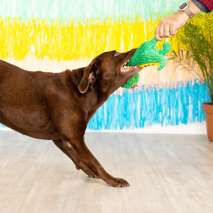 brown Labrador plays with Fringe THORNY BUT CUTE PLUSH DOG TOY - Share Happy Outfits
