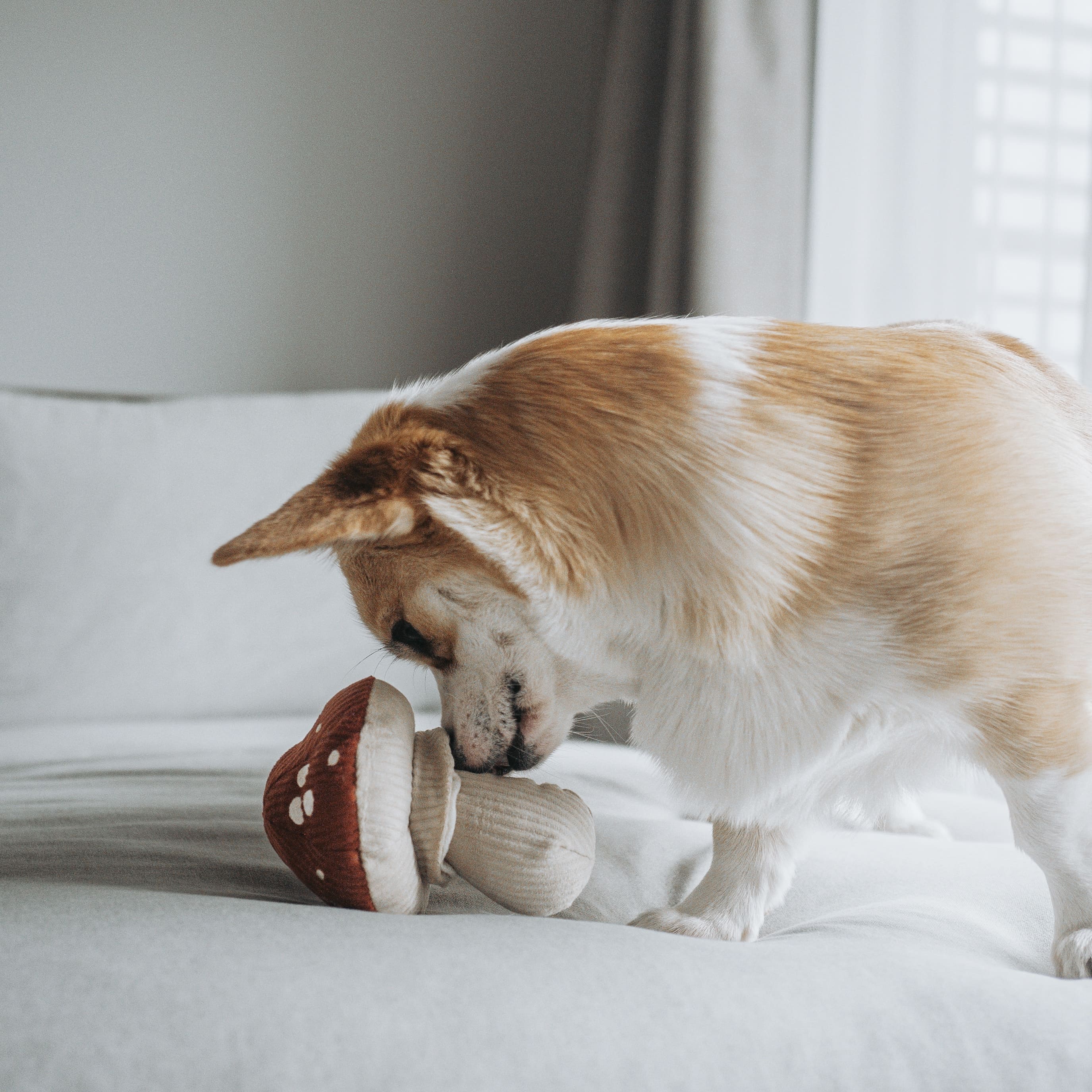 Shroom - Interactive Snuffle &amp; Burrow Dog Toy - Share Happy Outfits