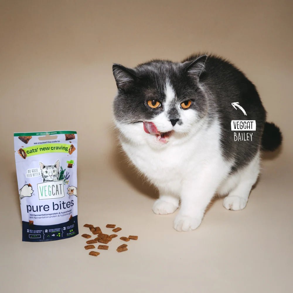 Cat named Bailey with a bag of VEGCAT pure bites on a beige background