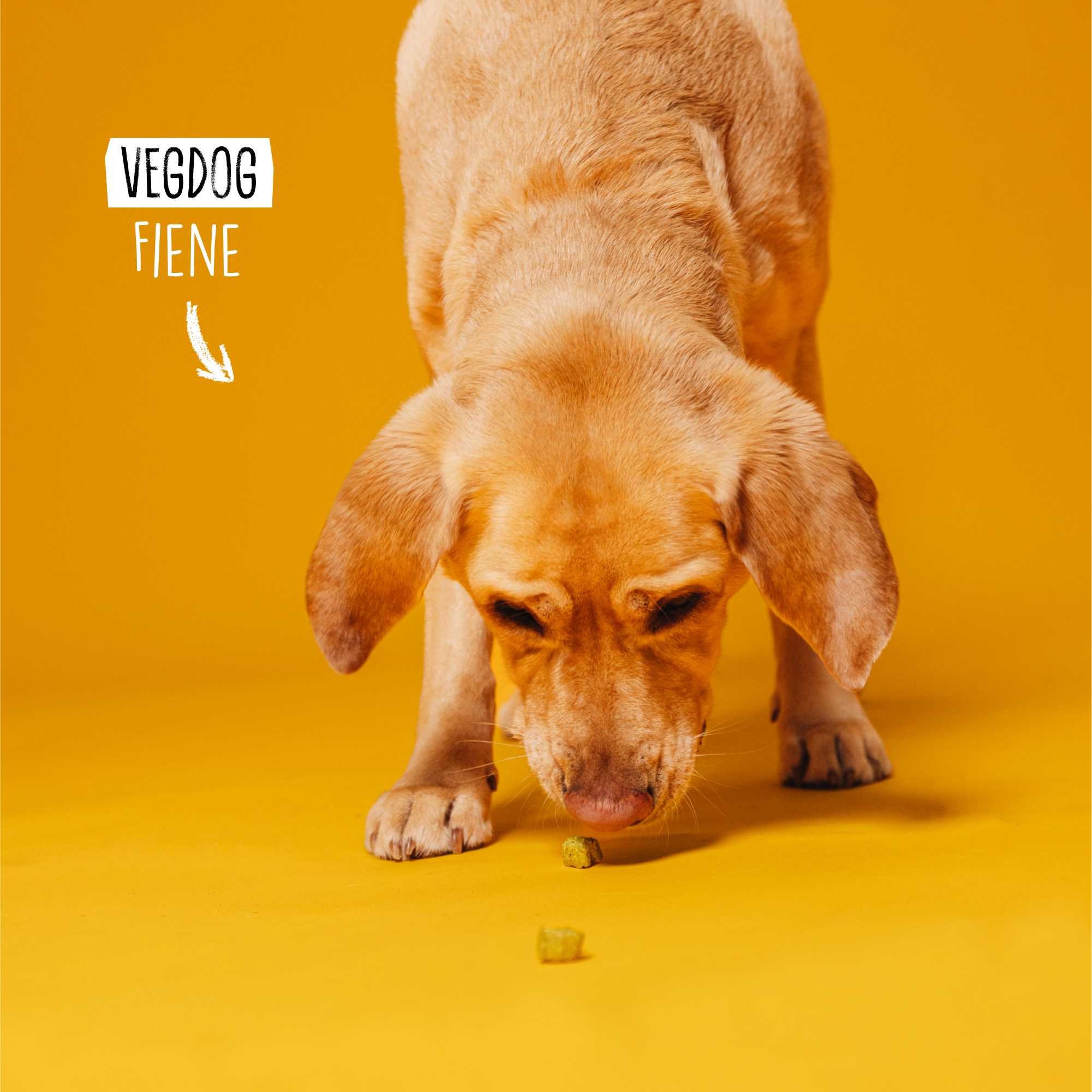 Dog on a yellow background with &