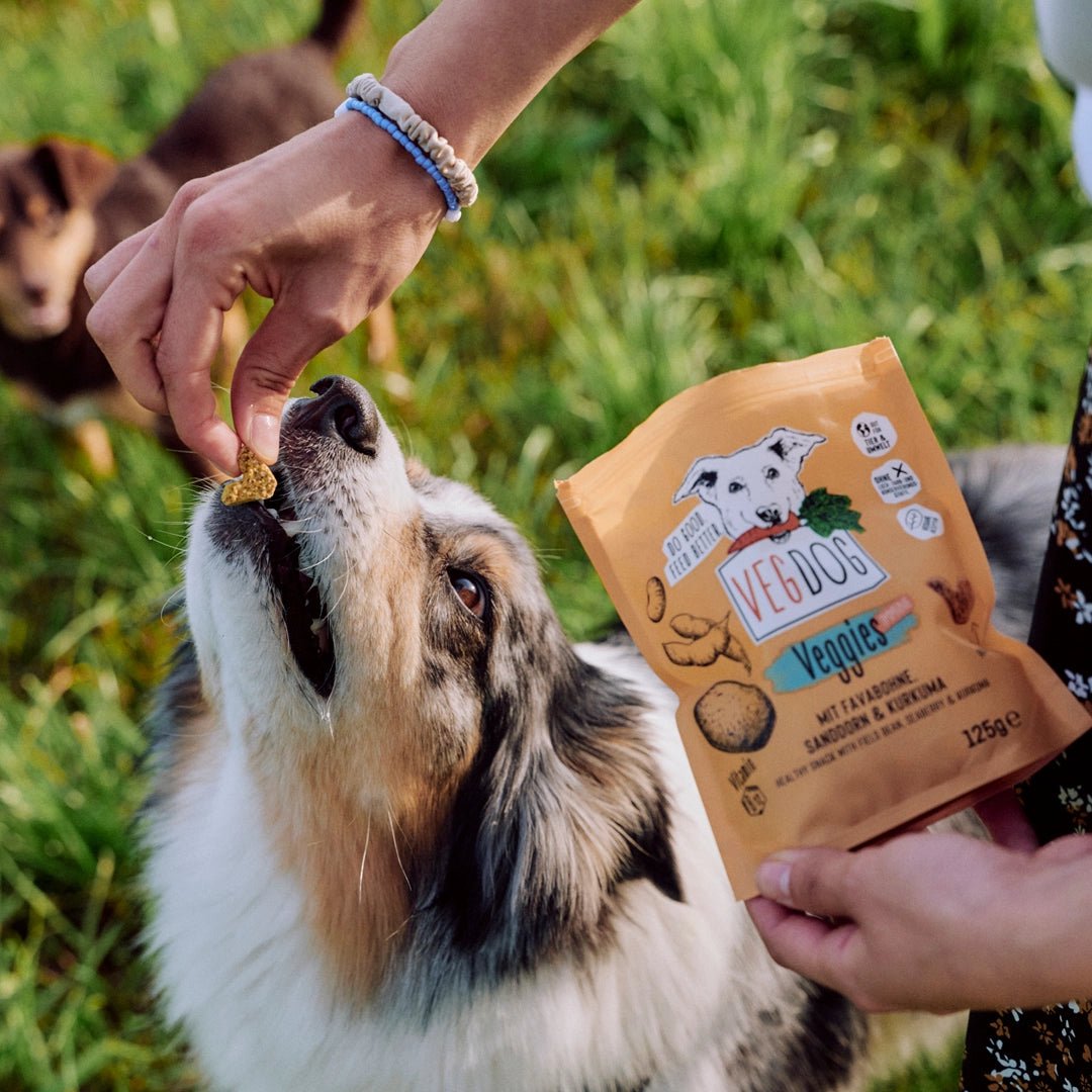 Dog being fed a treat from a person&