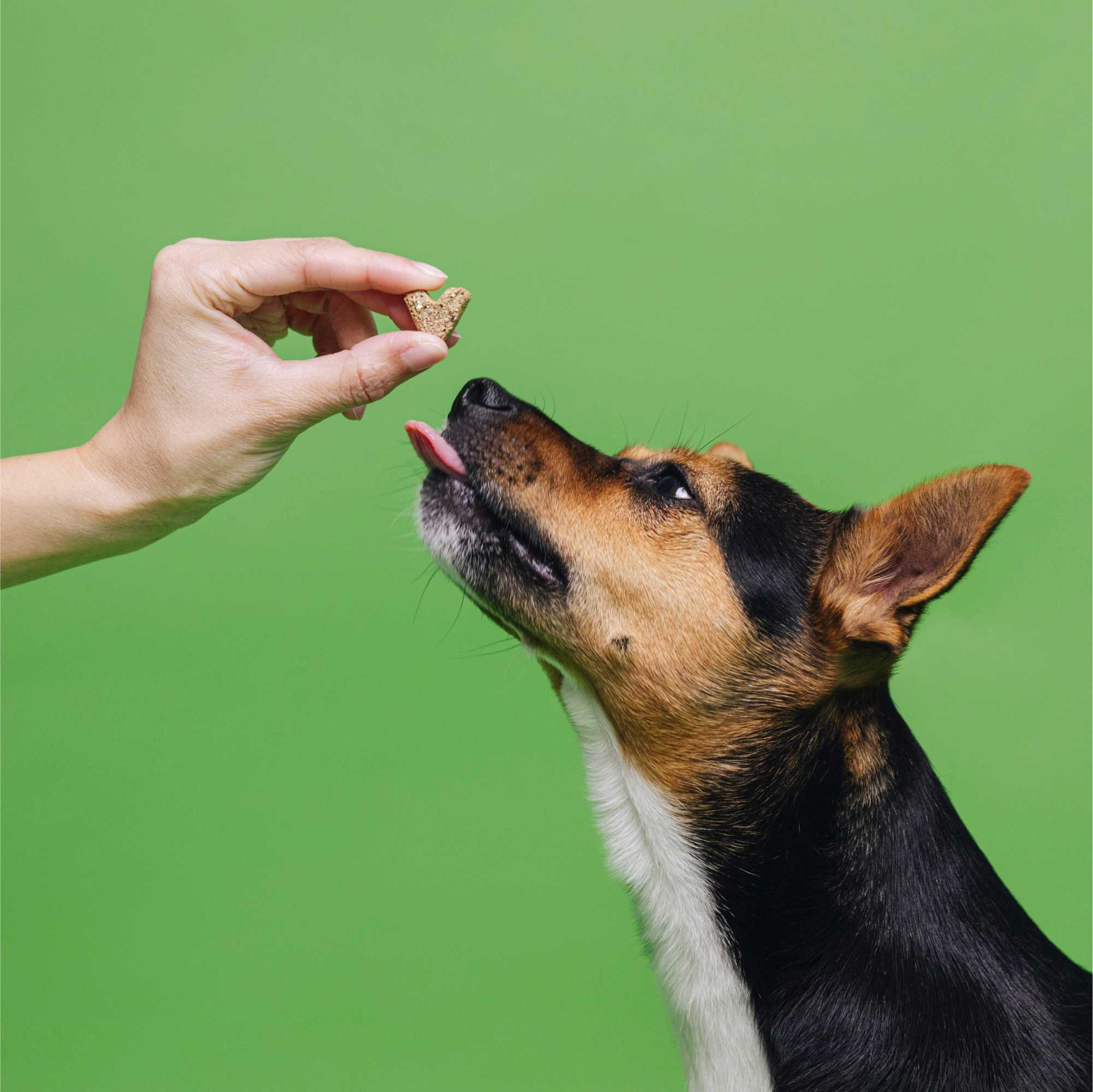 Dog being fed a treat by a hand against a green background