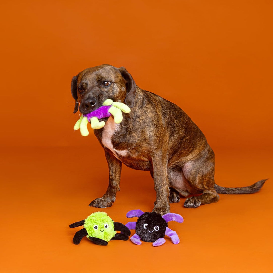 Webbed in Mischief – 3-Piece Mini Plush Dog Toy Set - Share Happy Outfits
