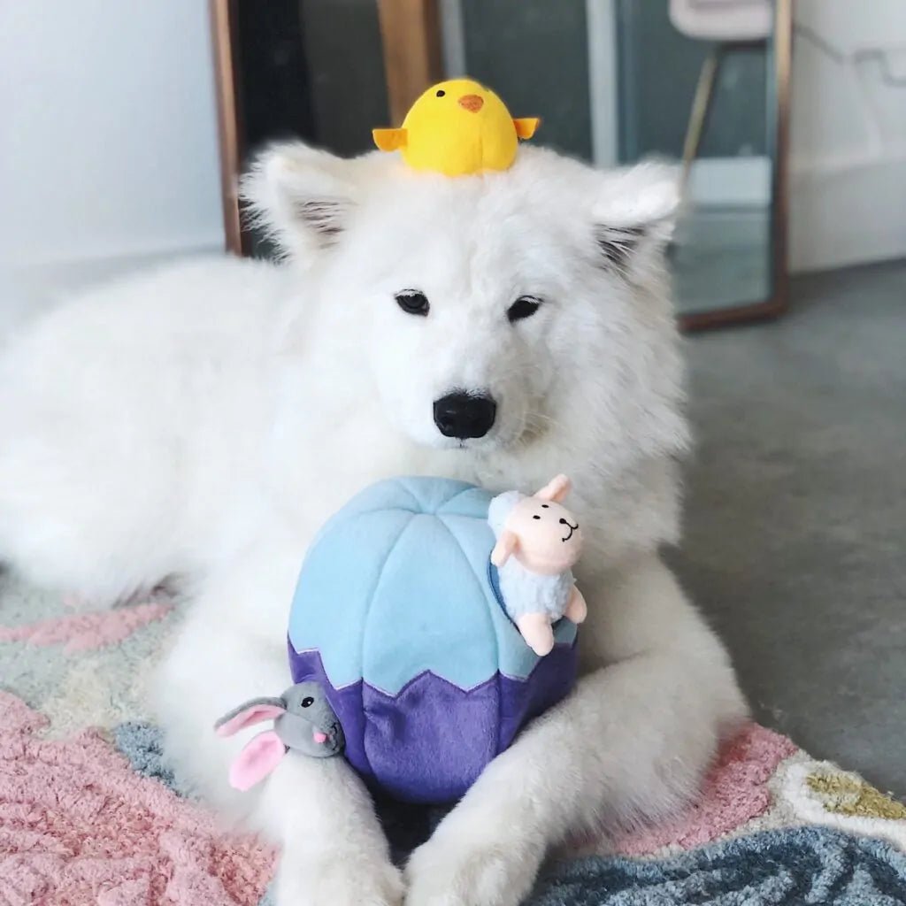 White dog playing with a plush toy on a carpeted floor