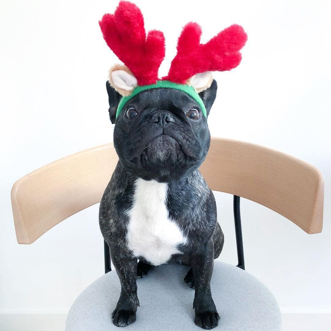 Dog wearing festive reindeer antlers sitting on a chair with a white background